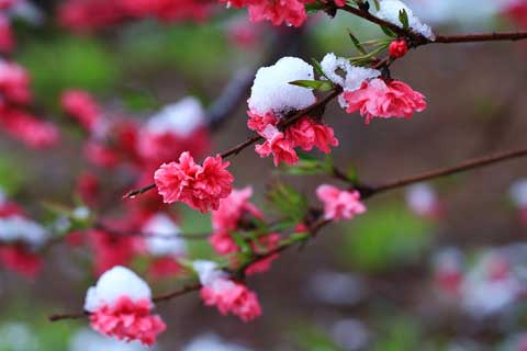 唯美散文《走向新年》用动情的文字畅想美好的生活 唯美散文《走向新年》用动情的文字畅想美好的生活